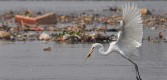 KUNTUL BESAR – Great Egret (Egretta alba)_Gugum Prayoga_Sungai Muara Angke_Kategori 1